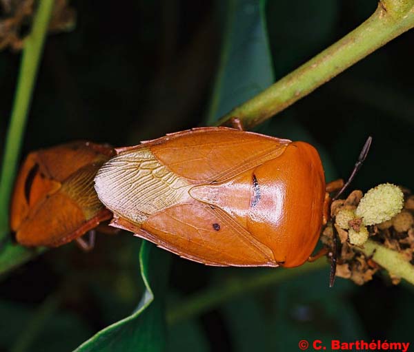 Насекомые №29 Тессератома Папиллоза (Tesseratoma papillosa) фото, обсуждение